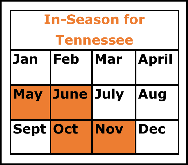 Season Chart Cabbage