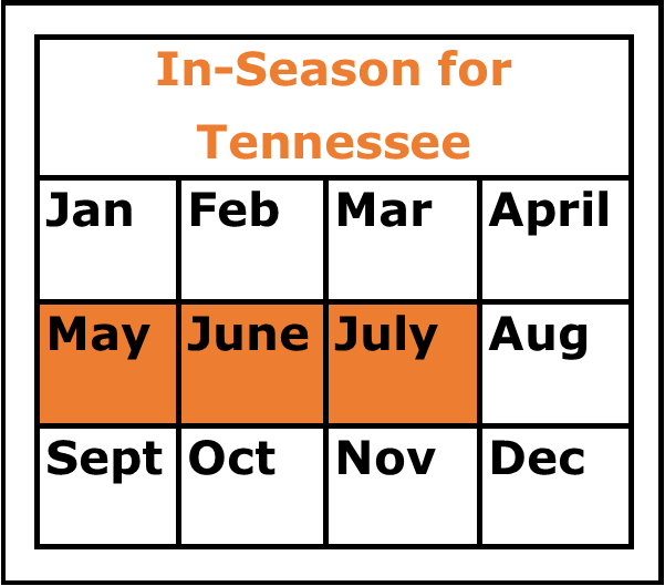 Season Chart Chard