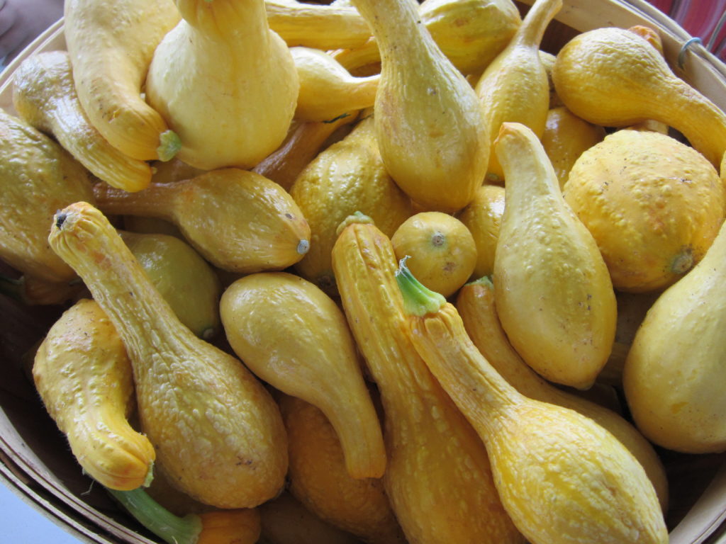 Summer Squash - Bedford County