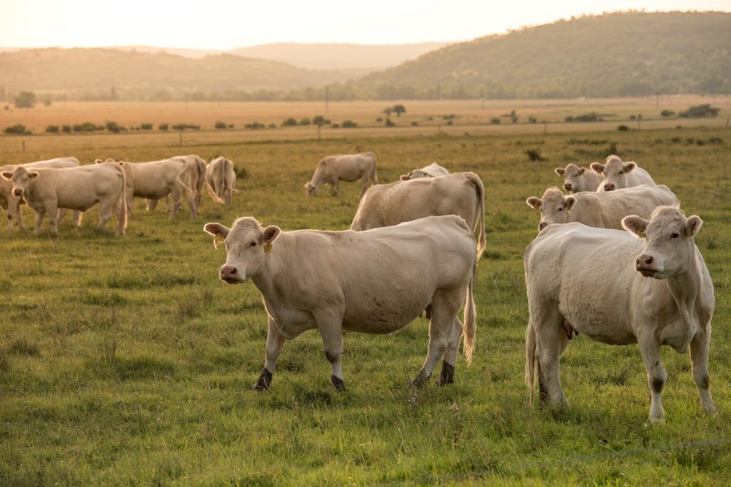 Photo of herd of cattle in a field