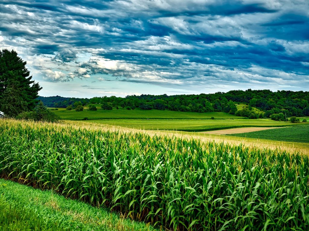 Photo of a field or crops and blue sky's